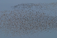 David Plant Photography - Wildlife Photographer - Knot flock - C